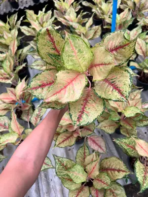 Aglaonema Alexandrite — rare Aglaonema plant from Thailand