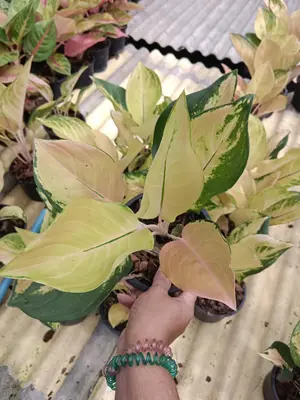 Aglaonema Amazon — rare Aglaonema plant from Thailand