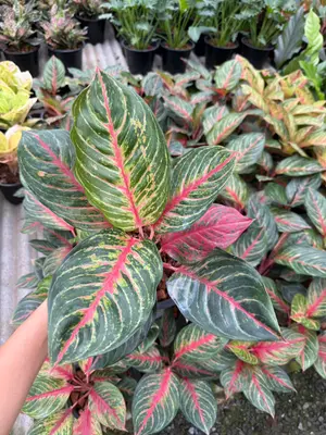 Aglaonema Amnat Charoen — rare Aglaonema plant from Thailand