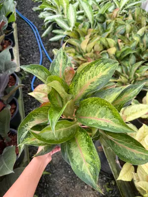 Aglaonema Amorn rattanagosin — rare Aglaonema plant from Thailand