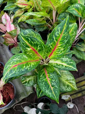 Aglaonema Andaman — rare Aglaonema plant from Thailand