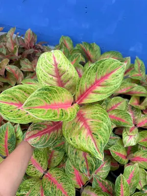 Aglaonema Andini — rare Aglaonema plant from Thailand