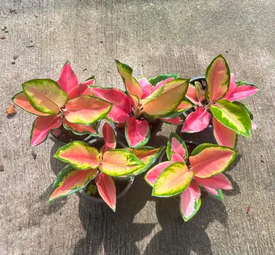 Aglaonema Angel wings — rare Aglaonema plant from Thailand