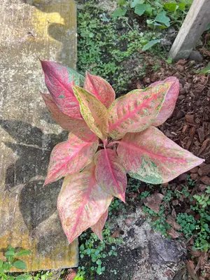 Aglaonema Apollo — rare Aglaonema plant from Thailand