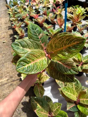 Aglaonema Asri — rare Aglaonema plant from Thailand