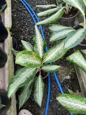 Aglaonema Banlung ngern — rare Aglaonema plant from Thailand