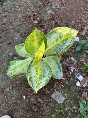 Aglaonema Benene — rare Aglaonema plant from Thailand