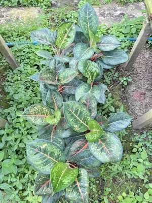 Aglaonema Black karat — rare Aglaonema plant from Thailand