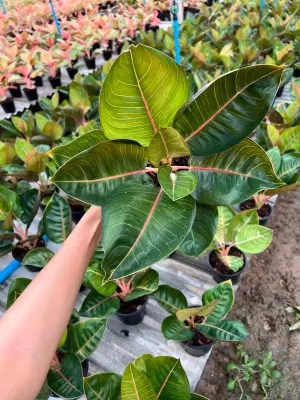 Aglaonema Black moonlight — rare Aglaonema plant from Thailand