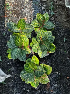 Aglaonema Black siam perfect — rare Aglaonema plant from Thailand