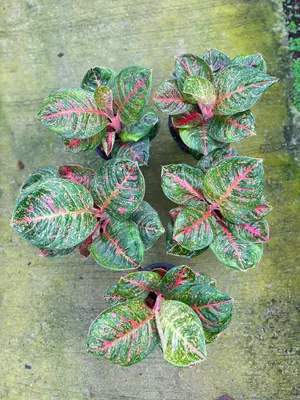 Aglaonema Black sombat siam — rare Aglaonema plant from Thailand