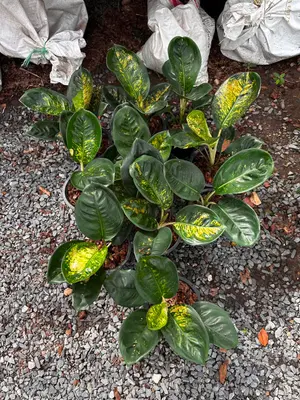 Aglaonema Black starbuck — rare Aglaonema plant from Thailand