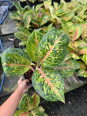 Aglaonema Boxing — rare Aglaonema plant from Thailand