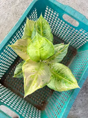 Aglaonema Boy Scout — rare Aglaonema plant from Thailand