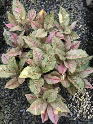 Aglaonema Catherine — rare Aglaonema plant from Thailand
