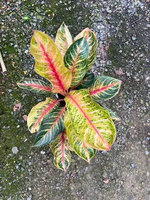 Aglaonema Chen Long — rare Aglaonema plant from Thailand