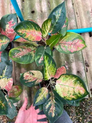 Aglaonema Cochin tricolor — rare Aglaonema plant from Thailand
