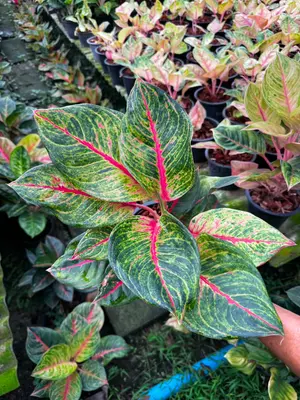 Aglaonema Cosmo — rare Aglaonema plant from Thailand