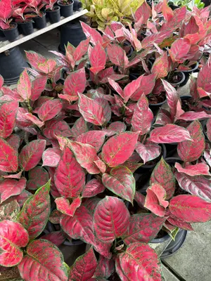 Aglaonema Dang mongkol — rare Aglaonema plant from Thailand