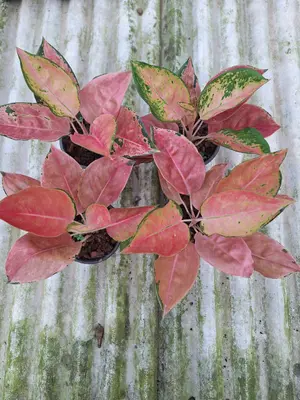 Aglaonema Diamond pink — rare Aglaonema plant from Thailand