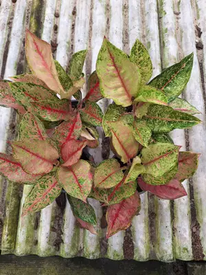 Aglaonema Dragon crown — rare Aglaonema plant from Thailand