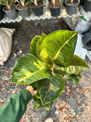 Aglaonema Eclipse moonlight — rare Aglaonema plant from Thailand