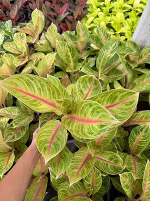 Aglaonema Ember — rare Aglaonema plant from Thailand