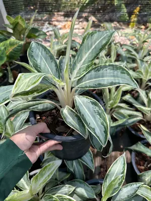 Aglaonema Fiona — rare Aglaonema plant from Thailand