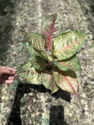 Aglaonema Fortune — rare Aglaonema plant from Thailand