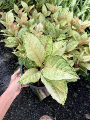 Aglaonema Frozen — rare Aglaonema plant from Thailand