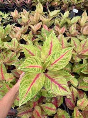 Aglaonema Full house — rare Aglaonema plant from Thailand