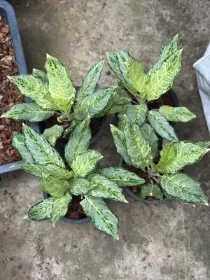 Aglaonema Geddon — rare Aglaonema plant from Thailand