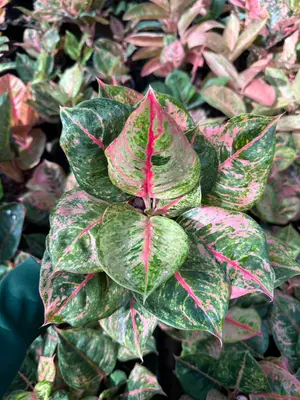 Aglaonema Godzilia — rare Aglaonema plant from Thailand