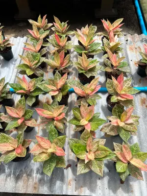 Aglaonema Golden hope — rare Aglaonema plant from Thailand