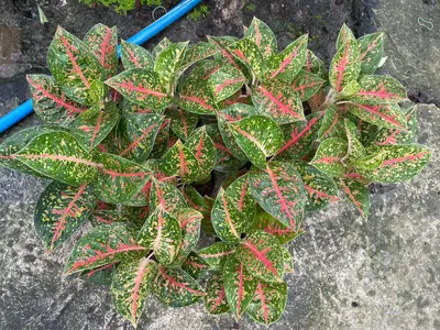 Aglaonema Green Mahasedtee — rare Aglaonema plant from Thailand