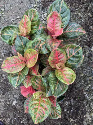 Aglaonema Green and red sombat siam — rare Aglaonema plant from Thailand