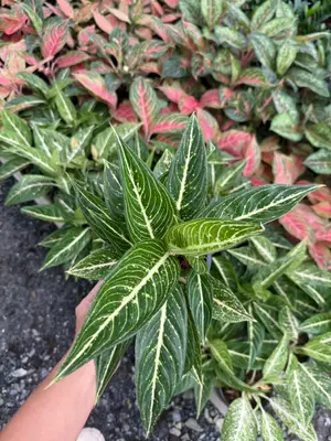 Aglaonema Green legacy ( white line) — rare Aglaonema plant from Thailand