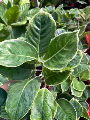 Aglaonema Green ocean — rare Aglaonema plant from Thailand