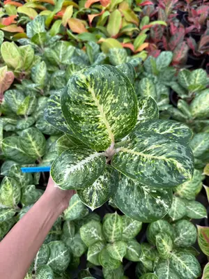 Aglaonema Green papuma — rare Aglaonema plant from Thailand