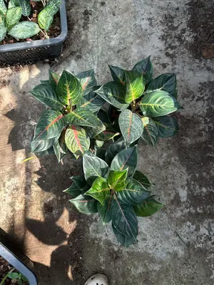 Aglaonema Green pine — rare Aglaonema plant from Thailand