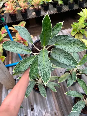 Aglaonema Greenhorn — rare Aglaonema plant from Thailand