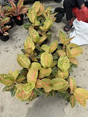 Aglaonema Harlequin — rare Aglaonema plant from Thailand