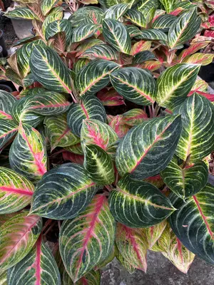 Aglaonema Honeymoon — rare Aglaonema plant from Thailand
