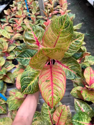 Aglaonema Huges — rare Aglaonema plant from Thailand