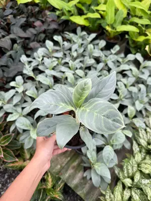 Aglaonema Ikkusan — rare Aglaonema plant from Thailand