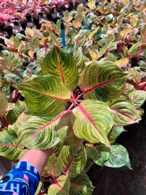 Aglaonema Jolly — rare Aglaonema plant from Thailand
