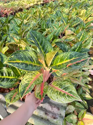 Aglaonema Kaimook — rare Aglaonema plant from Thailand