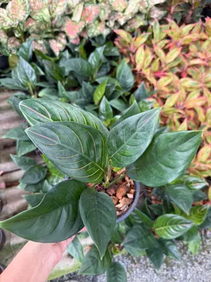 Aglaonema Khan Mak Sedthee — rare Aglaonema plant from Thailand