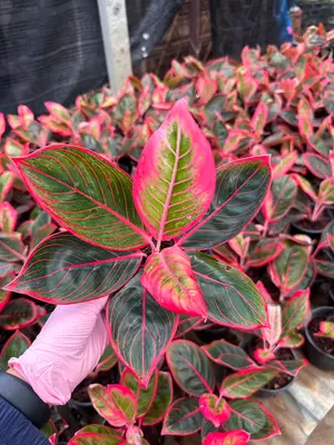 Aglaonema Khanza — rare Aglaonema plant from Thailand