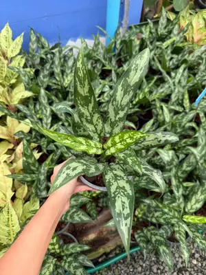Aglaonema Kiew Muen Pee — rare Aglaonema plant from Thailand
